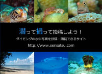 ダイビングの水中写真を投稿・閲覧できるサイト